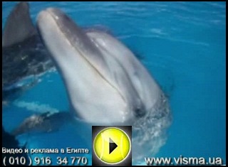Dolphins